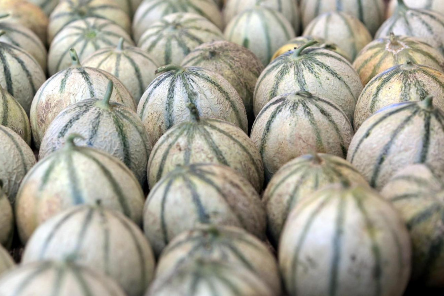 En pleine nuit, ils tentent de dérober pour 5.000 euros de melons et pastèques à Saint-Cyr