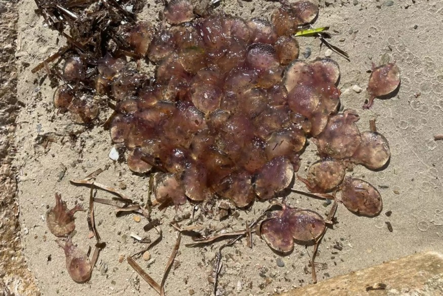 Attention, les méduses sont de retour en nombre au large des plages varoises